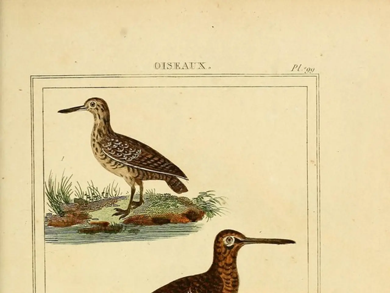 Gigantic Moa Bird: Fifth Extinct Species Targeted for Resurrection Among the World's Largest Ever...