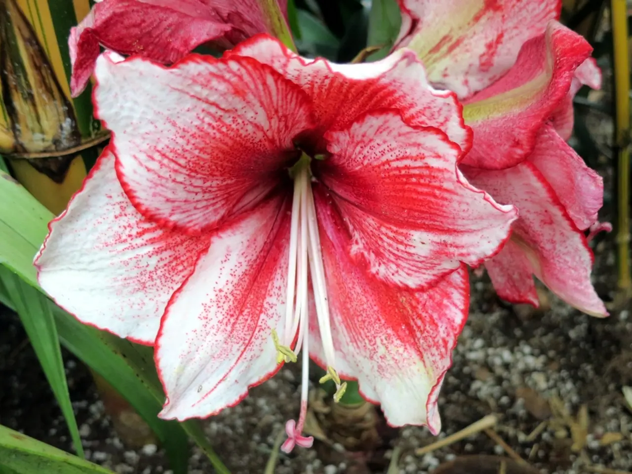 Soil from Fukushima, Japan, is placed in the Prime Minister's flower beds as a demonstration of its...