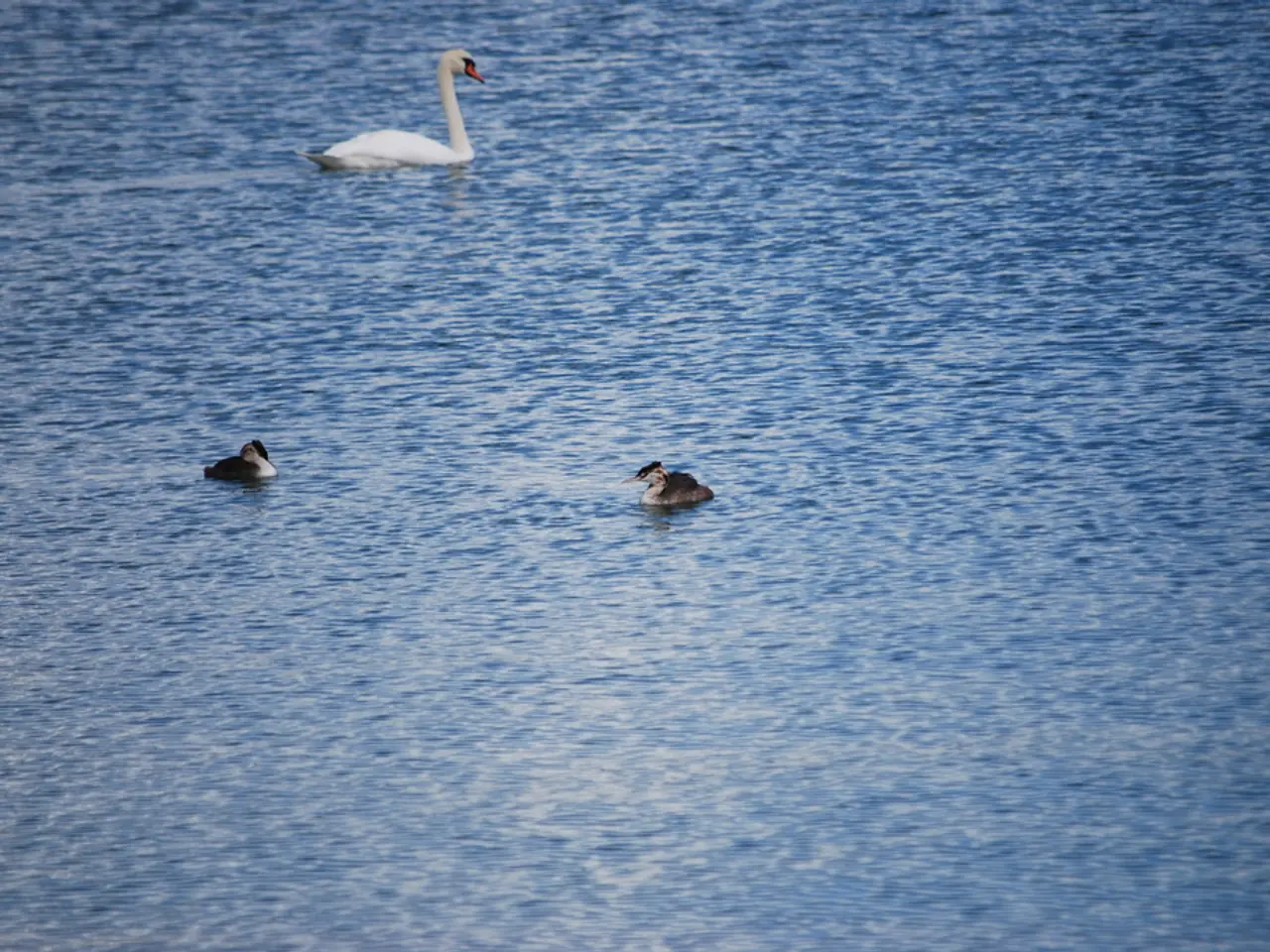 Scientists from Russia and China to unveil two publications focusing on avian species in the Far...