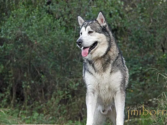 Howl's Melody: A Lupine Tune Revealed