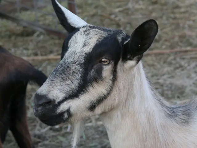 Moving Tale: Woman Steps In to Reunite Desolate Mother Goat with Lost Kid