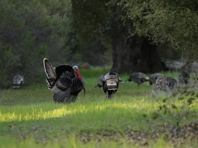 Large-scale migration within Turkey due to housing shortages manifests in 2024, affecting over half...