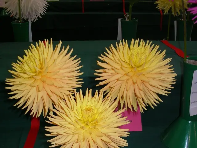 Obtain approved MCA/BCA projects reports for AMITY University, Year 2025