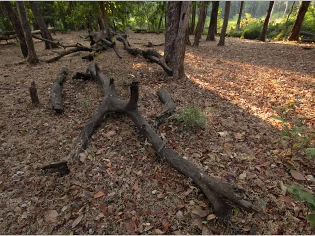 Research in Woodland Environments