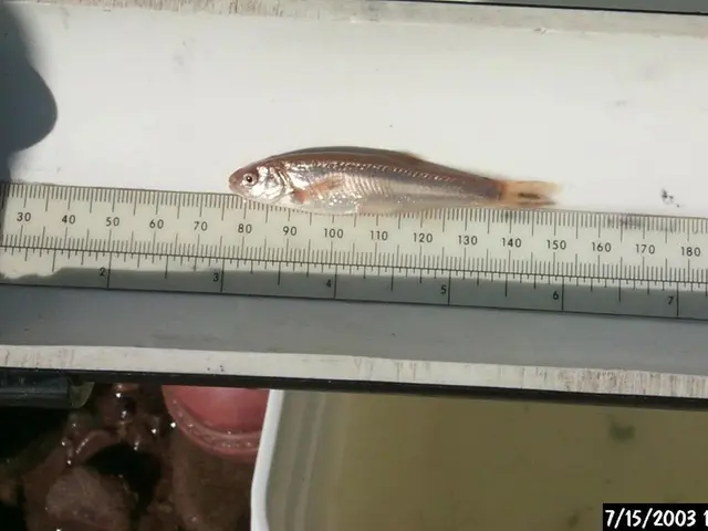 Which group puts in more effort, the French or the Germans?