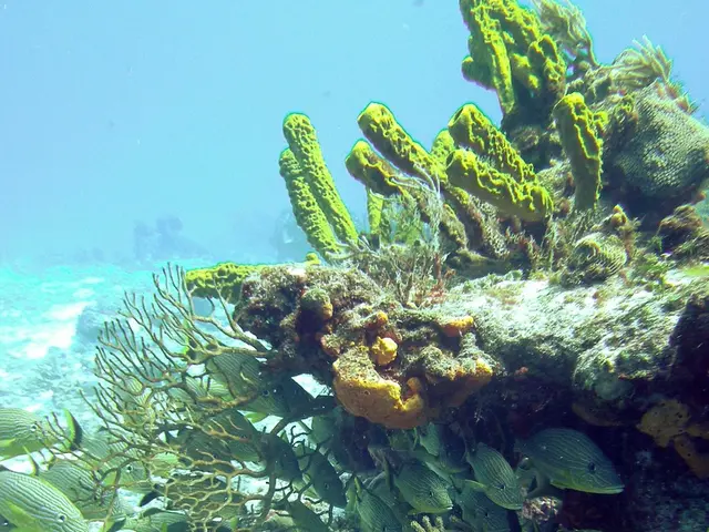 China amplifies efforts in marine research at Nice location