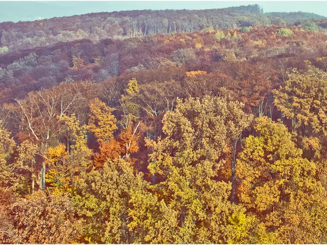 Stellantis takes action in Wojkowice by planting over 600 trees and hosting ecological workshops on...