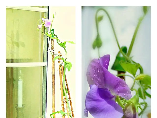 Twelve Key Insights Regarding the Pursuit of Enlightenment