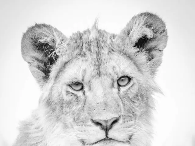 Celebrate International Tiger Day with Fun: Colouring and Drawing Activities for Children and...