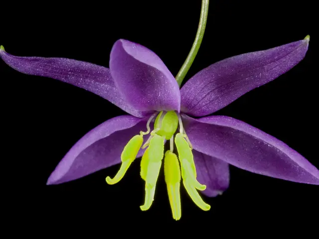 Revelation of the Black Dahlia Blossom Enigma