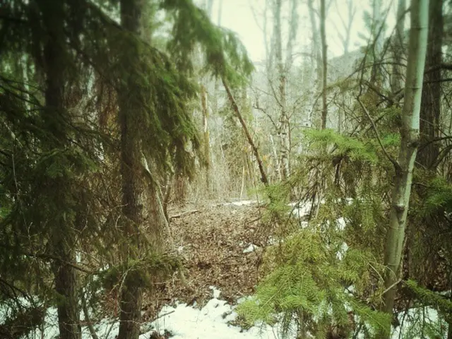 Upcoming Forest School Training: Level 2 to 3 Top-Up (November 2025)