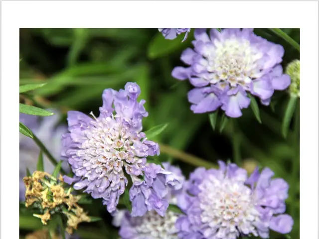 Origins and Significance of Prename Malu Explored Comprehensively