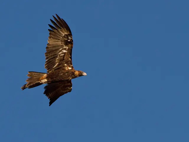 Cost of Skydiving Certification: An Overview