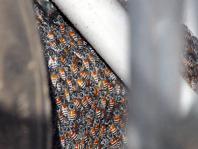 Beneficial Role of Bee Pollination in Sustaining the Planet