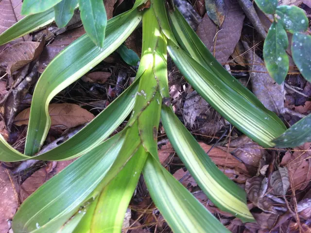 Boosting Brain Flexibility and Learning Potential through Citicoline