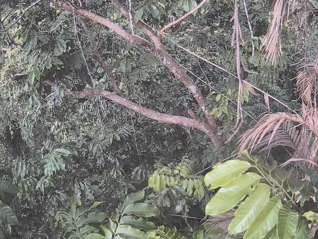 Catastrophic Decline of Palm Oil Industry - An Overview