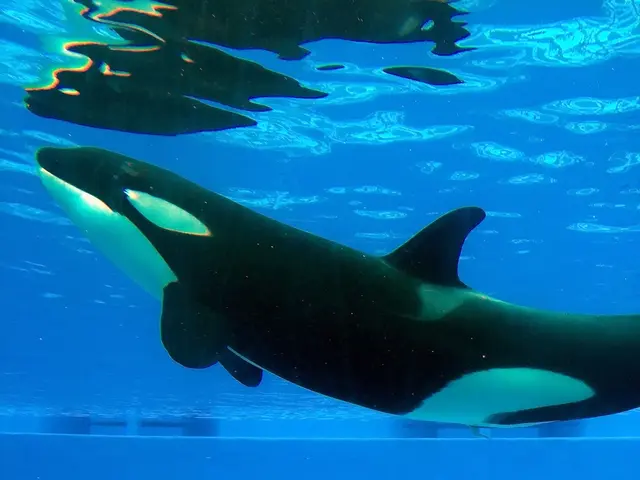 Crypto Market Elevating, MicroStrategy Shares Soaring Accompanying the Uptrend