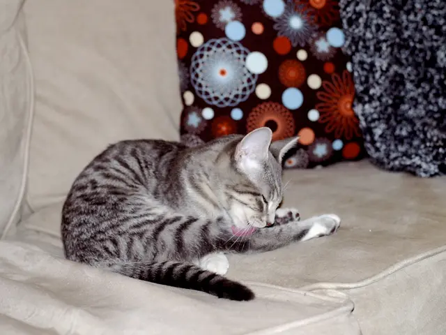 Interpreting the Symbolism of Dreams Involving Cats: An Examination