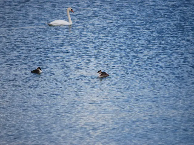 Scientists from Russia and China to unveil two publications focusing on avian species in the Far...