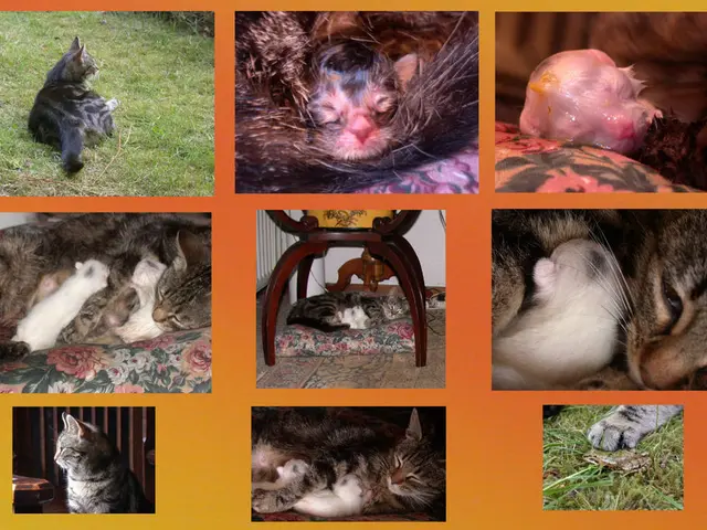 Chris A. Kaiser appointed as the MIT provost