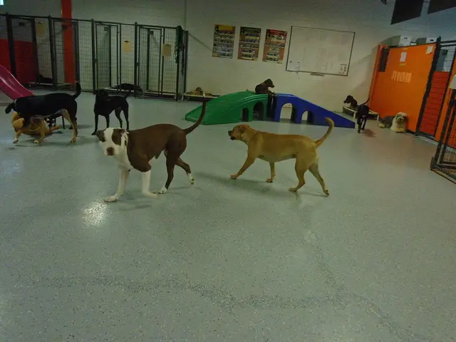 "Animal rights advocacy group overjoyed following cessation of dog testing at London, Ontario...
