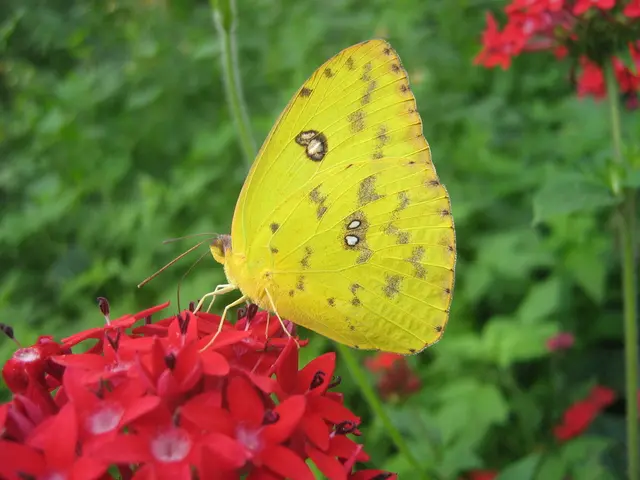 Singapore's Butterfly Sanctuaries: Reviving the City-State's Blossoming Pollinator Population