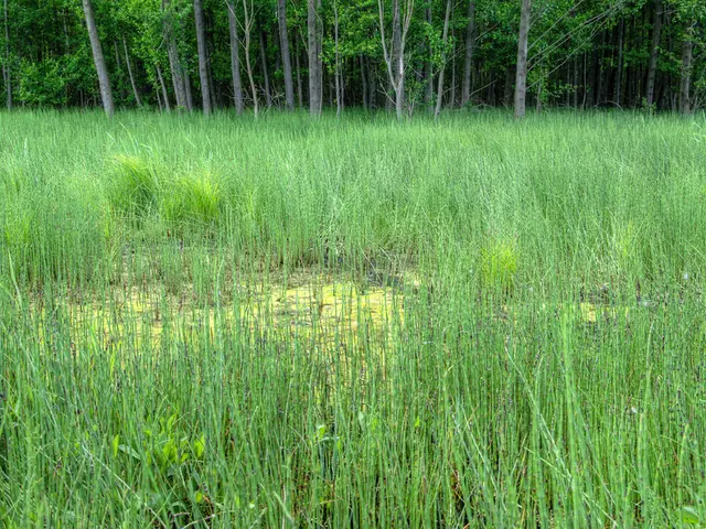 Eberz-Eder Holding the Position of CEO at KTBL Corporation