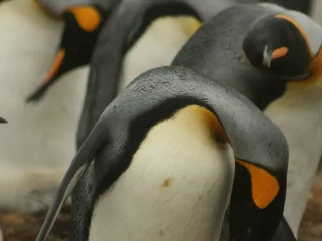 There is a penguin in the center of the image and there is an egg on its legs and there are...