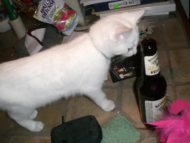 In the image there is a white cat standing in front of a bottle, around the cat there are many...